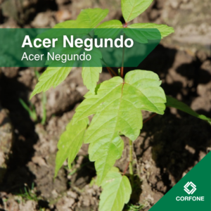 Acer Negundo