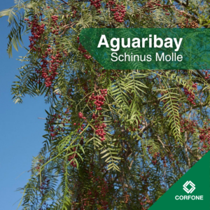 Aguaribay