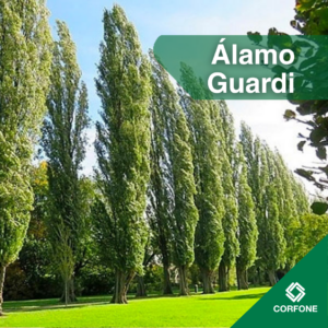 Alamo Guardi - Raíz Desnuda