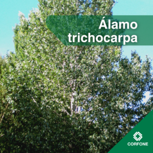 Alamo Trichocarpa - Raíz Desnuda