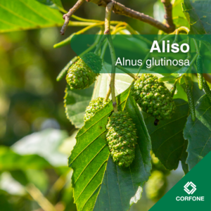 Aliso