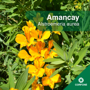 Amancay