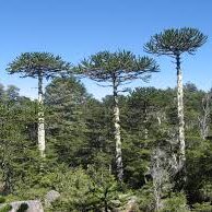 Araucaria