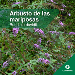 Buddlejas
