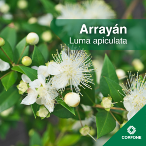 Arrayan
