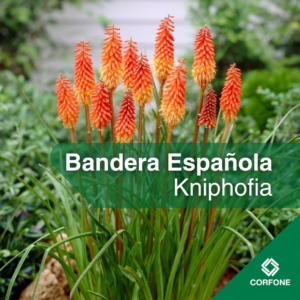 Bandera Española (Knifophia)