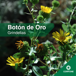 Grindelias