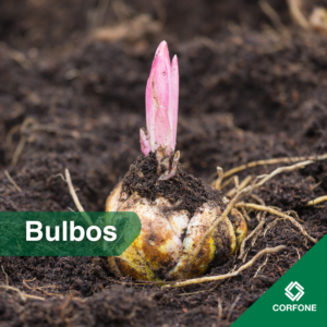 Bulbos
