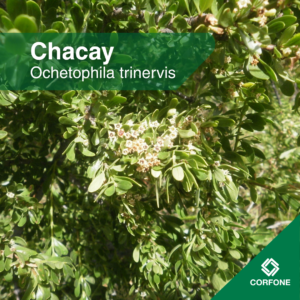Chacay chico