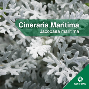Cineraria Marítima