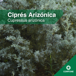 Cipres Arizonica