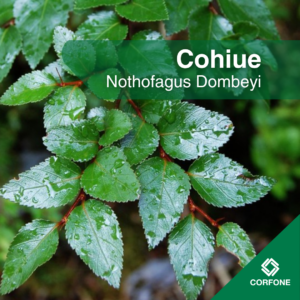 Coihue