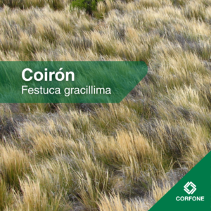 Coirón