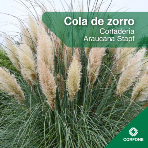 Cortadera
