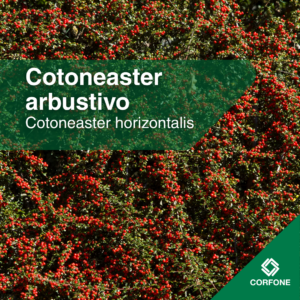 Cotoneaster h.