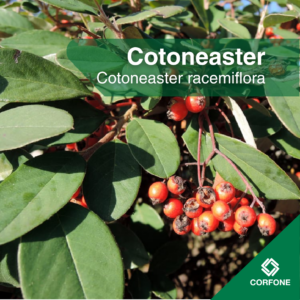 Cotoneaster Racimiflora