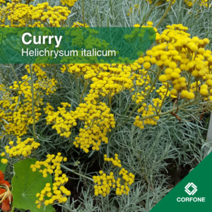 Curry