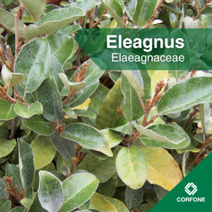 Eleagnus