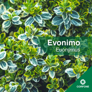 Evonimo