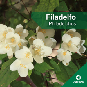Filadelfo