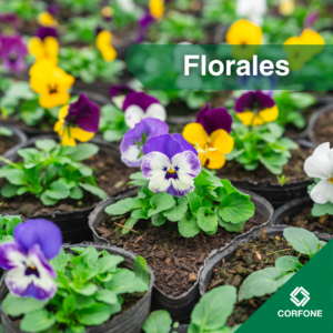 Florales