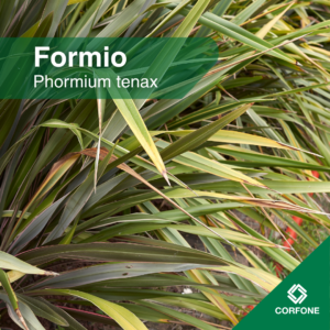 Formio