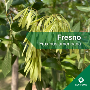Fresno