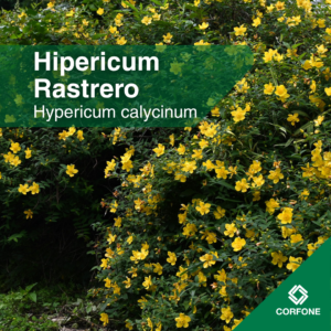 Hipericum Rastrero