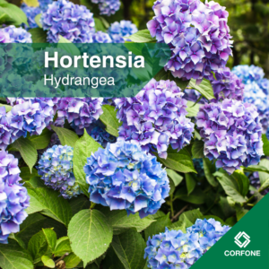 Hortensias