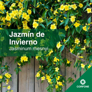 Jazmin de Invierno