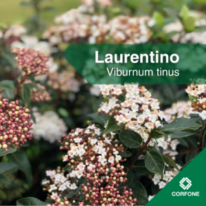 Laurentino