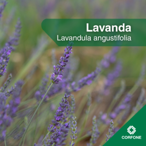 Lavanda