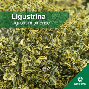 Ligustrina
