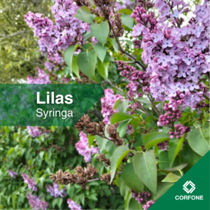 Lilas