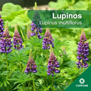 Lupinos