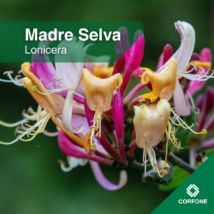 Madre selva