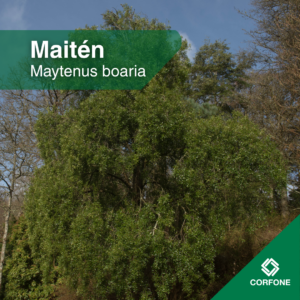 Maitén - Raíz Desnuda