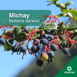 Michay