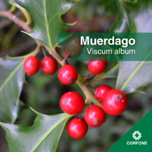 Muerdago