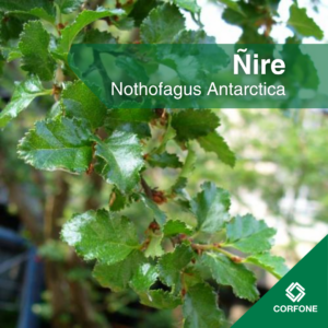 Ñire