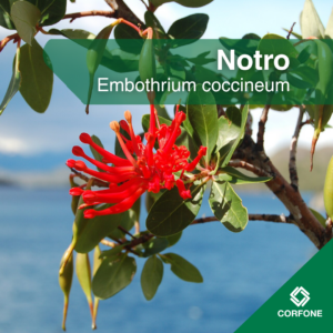 Notro