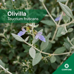 Teucrium
