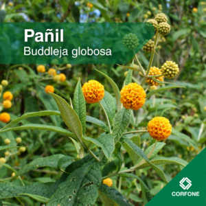 Pañil
