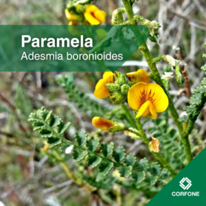 Paramela