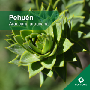 Araucaria