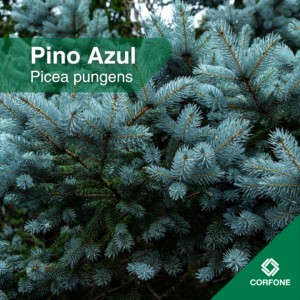 Pino Azul