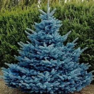 Pino Azul Grande
