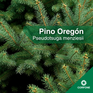 Pino Oregon