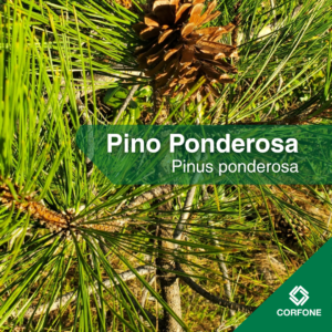 Pino Ponderosa - Contenedor Mayorista
