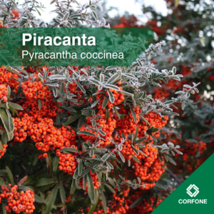 Pyracanthas Chicas